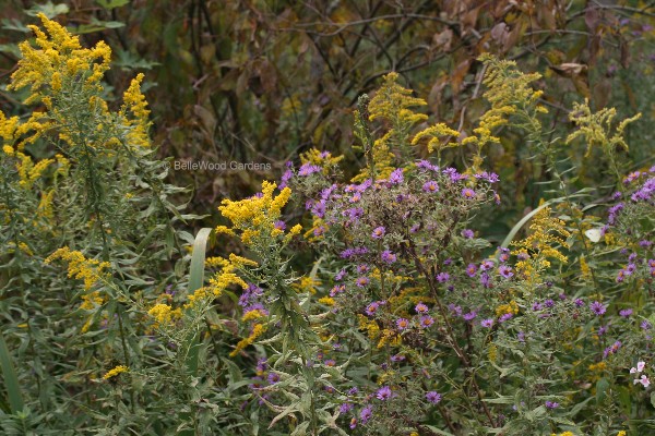 Autumn Aster