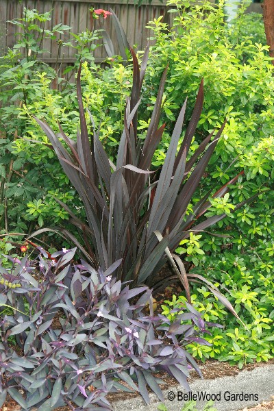 Bronze Phormium