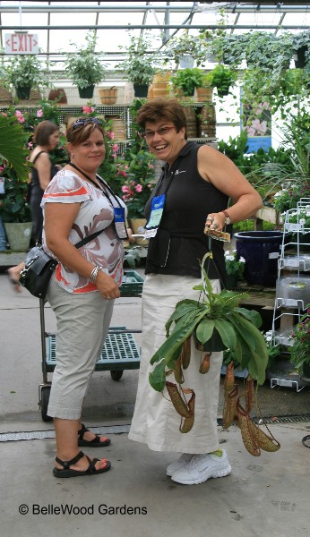 Giant Nepenthes