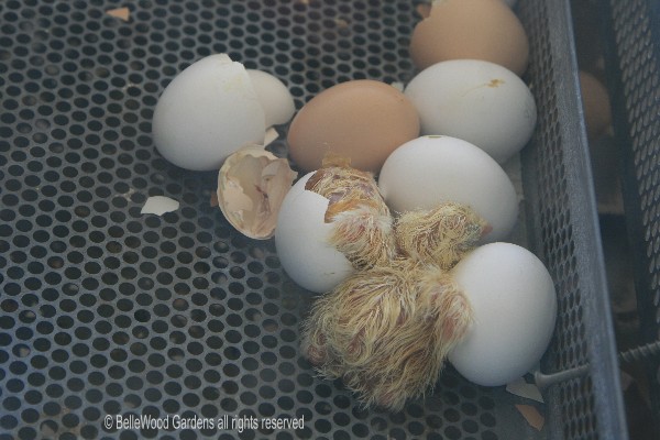 Hatching Chicken Eggs