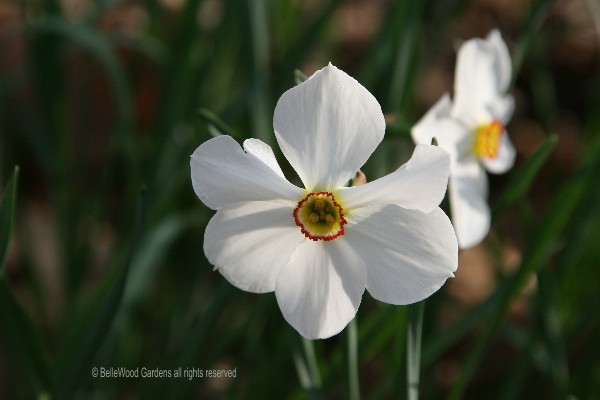 However I39;m happy to welcome these fragrant flowers as a signal of 