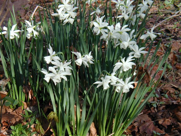 old pheasant eye narcissus poeticus is one of my favorites