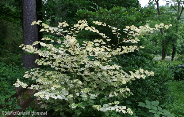 BelleWood%20in%20Bloom_2011-06_Fallopia%