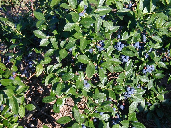 Woolly Thyme, Thymus lanuginosus