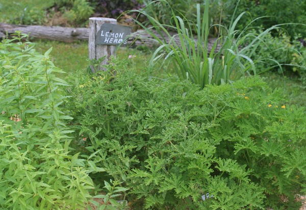 Woolly Thyme, Thymus lanuginosus