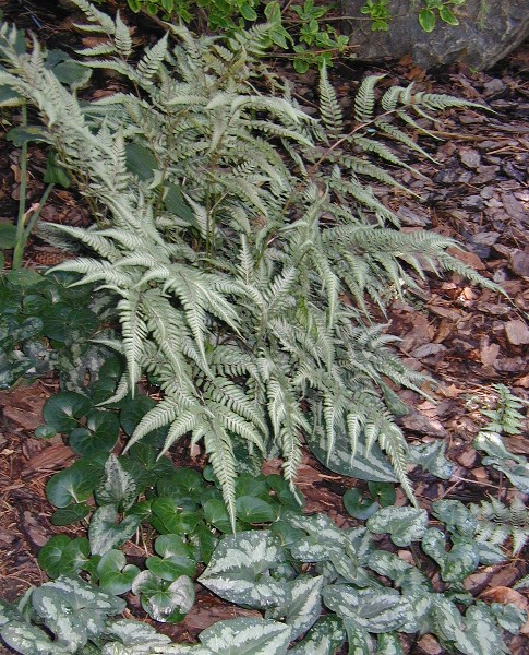 Woolly Thyme, Thymus lanuginosus