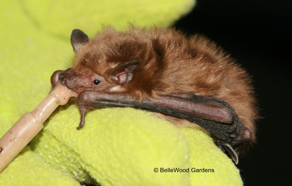 baby brown bats