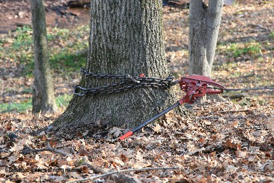 Felling a Tree w/ Rope or Come Along