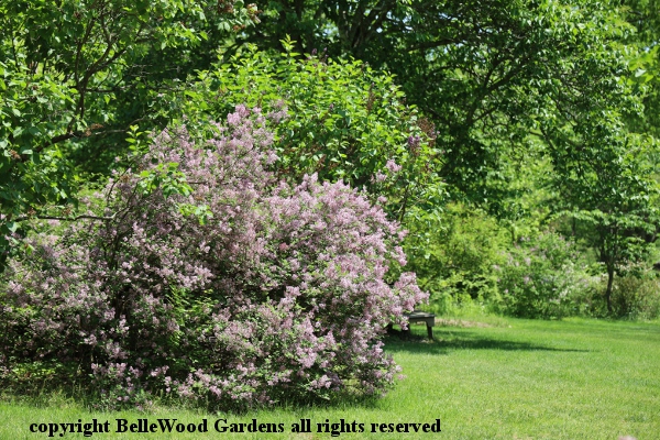 Lilac Garden  New Jersey Botanical Garden